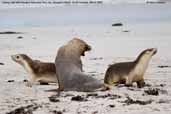 Australian Sea Lion, Kangaroo Island, South Australia, March 2006 - click for larger image