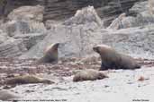 Australian Sea Lion, Kangaroo Island, South Australia, March 2006 - click for larger image