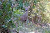 Female White-tailed Deer, Bermejas, Zapata Swamp, Cuba, February 2005 - click for larger image
