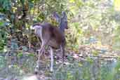 Female White-tailed Deer, Bermejas, Zapata Swamp, Cuba, February 2005 - click for larger image