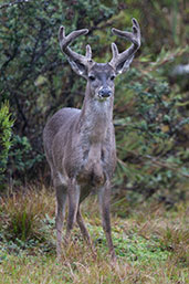 White-tailed Deer, Chingaza NP, Cundinamarca, Colombia, April 2012 - click for larger image