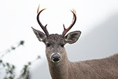 White-tailed Deer, Chingaza NP, Cundinamarca, Colombia, April 2012 - click for larger image