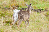 White-tailed Deer, Chingaza NP, Cundinamarca, Colombia, April 2012 - click for larger image