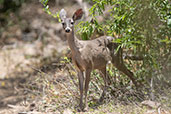 White-tailed Deer, Chaparri, Lambayeque, Peru, October 2018 - click for larger image