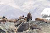 South American Sea Lion, Pan de Azucar N. P., Chile, January 2007 - click for larger image