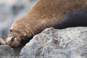 South American Sea Lion, Pan de Azucar N. P., Chile, January 2007 - click for larger image