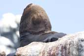 South American Sea Lion, Pan de Azucar N. P., Chile, January 2007 - click for larger image