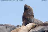 South American Sea Lion, Pan de Azucar N. P., Chile, January 2007 - click for larger image