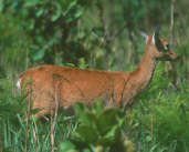 Pampas Deer, Emas, Goiás, Brazil, April 2001 - click for larger image