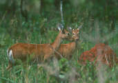 Marsh Deer, Brazil, Sept 2000 - click for larger image