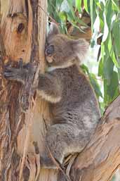 Koala, Kangaroo Island, SA, Australia, March 2006 - click for larger image