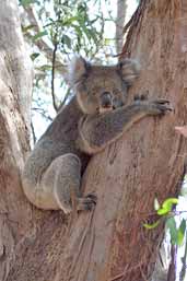 Koala, Kangaroo Island, SA, Australia, March 2006 - click for larger image