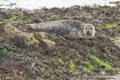 Common Seal, Fetlar, Shetland, May 2004 - click for larger image