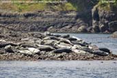 Common Seal, near Vancouver, British Columbia, Canada, May 2009 - click for larger image