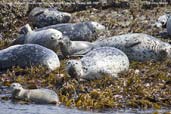 Common Seal, near Vancouver, British Columbia, Canada, May 2009 - click for larger image