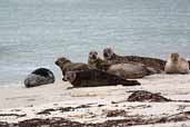 Common Seal, Grobust, Westray, Orkney, May 2003 - click for larger image