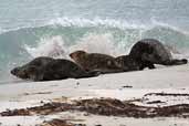 Common Seal, Grobust, Westray, Orkney, May 2003 - click for larger image