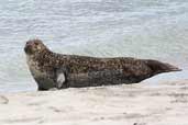 Common Seal, Grobust, Westray, Orkney, May 2003 - click for larger image