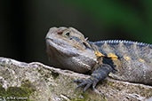 Australian Water Dragon, Daintree, Queensland, Australia, November 2010 - click for larger image