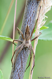 Nursery-web Spider, Monks Eleigh, Suffolk, England, July 2010 - click for larger image