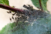 Nursery-web Spider, Monks Eleigh, Suffolk, England, July 2010 - click for larger image