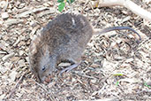 Long-nosed Potoroo, Cleland Wildlife Park, South Australia, September 2013 - click for larger image