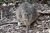 Long-nosed Potoroo, Cleland Wildlife Park, South Australia, September 2013 - click for larger image