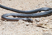 Red-bellied Black Snake, Paluma, Queensland, Australia, December 2010 - click for larger image