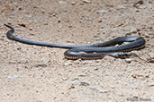 Red-bellied Black Snake, Paluma, Queensland, Australia, December 2010 - click for larger image
