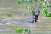 Giant Otter, Pantanal, Mato Grosso, Brazil, December 2006 - click for larger image