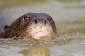 Giant Otter, Pantanal, Mato Grosso, Brazil, December 2006 - click for larger image