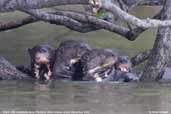 Giant Otter, Pantanal, Mato Grosso, Brazil, December 2006 - click for larger image