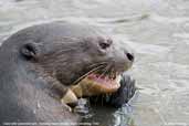 Giant Otter, Pantanal, Mato Grosso, Brazil, December 2006 - click for larger image