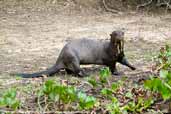 Giant Otter, Pantanal, Mato Grosso, Brazil, December 2006 - click for larger image