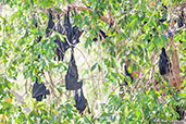 Little Red Flying-fox, Katherine Gorge, Northern Territory, Australia, October 2013 - click for larger image