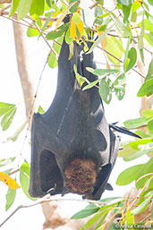 Little Red Flying-fox, Katherine Gorge, Northern Territory, Australia, October 2013 - click for larger image