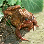 Common Frog, Edinburgh, Scotland, March 2001 - click for larger image