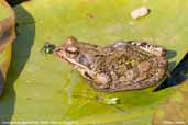 Common Frog, Monks Eleigh, Suffolk, England, August 2007 - click for larger image