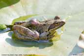 Common Frog, Monks Eleigh, Suffolk, England, August 2007 - click for larger image