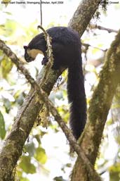 Black Giant Squirrel, Shemgang, Bhutan, April 2008 - click for larger image