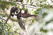 Black Giant Squirrel, Shemgang, Bhutan, April 2008 - click for larger image