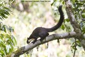 Black Giant Squirrel, Shemgang, Bhutan, April 2008 - click for larger image