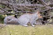 Grey Squirrel, Edinburgh, Scotland, February 2005 - click for larger image