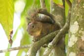 Guianan Squirrel, Ubatuba, São Paulo, Brazil, September 2004 - click for larger image