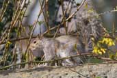 Grey Squirrel, Edinburgh, Scotland, March 2005 - click for larger image