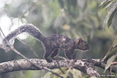 Deppe's Squirrel, Pico Bonito, Honduras, March 2015 - click for larger image