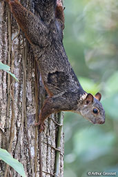 Deppe's Squirrel, Pico Bonito, Honduras, March 2015 - click for larger image