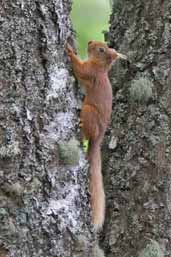 Red Squirrel, Kingussie, Scotland, August 2005 - click for larger image