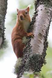 Red Squirrel, Kingussie, Scotland, August 2005 - click for larger image