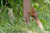 Red Squirrel, Kingussie, Scotland, August 2005 - click for larger image